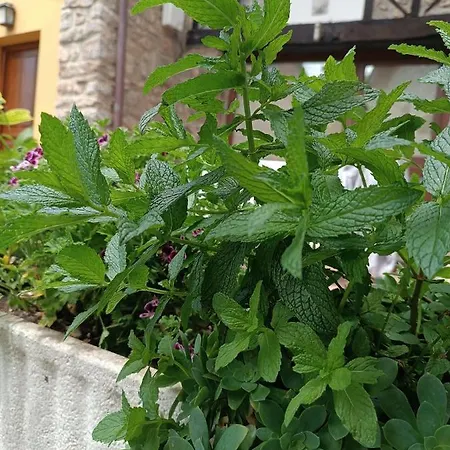 Romantico Acogedor En