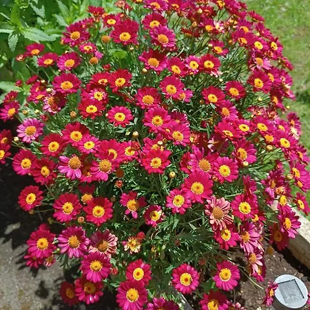 Romantico Acogedor En *