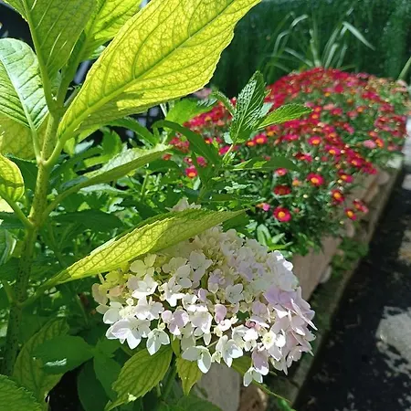 Romantico Acogedor En 아파트 *